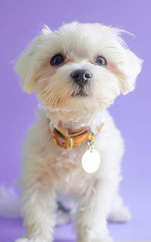 bichon casa alergii hipoalergenic